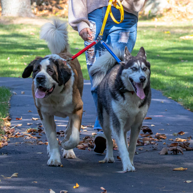 Two dog walking clearance system