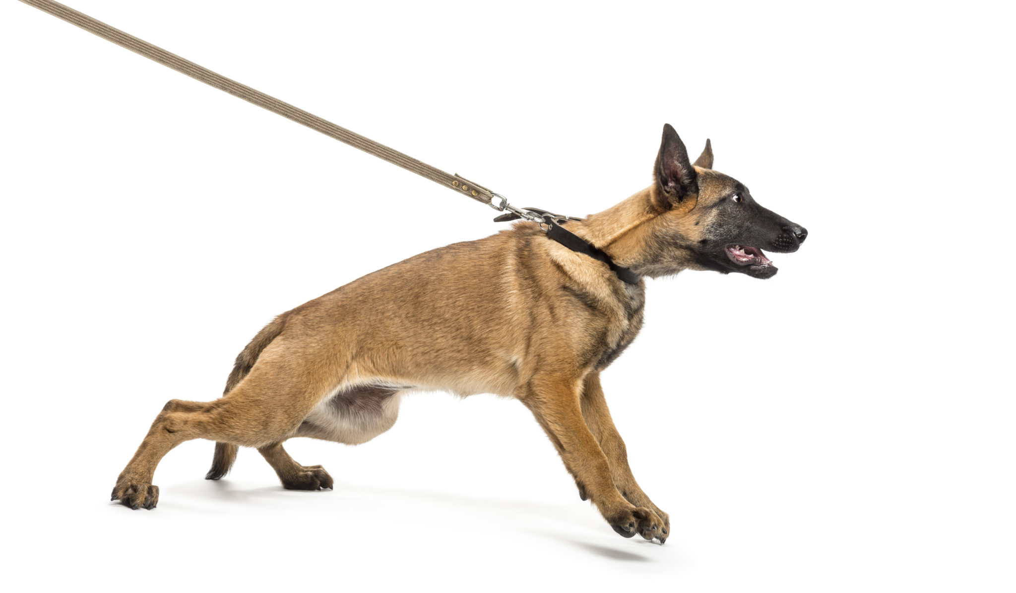 short-is-the-way-to-go-keep-your-dog-on-a-short-leash