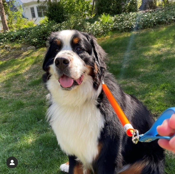 Best leash for bernese mountain clearance dog